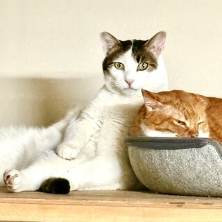 甘えん坊の男の子　ぽっつくん