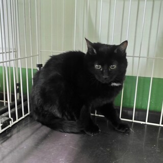 処分対処 飼い主持ち込 子猫 54