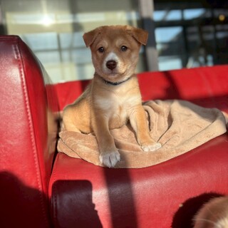 瞳の色が素敵【ハタ坊くん】