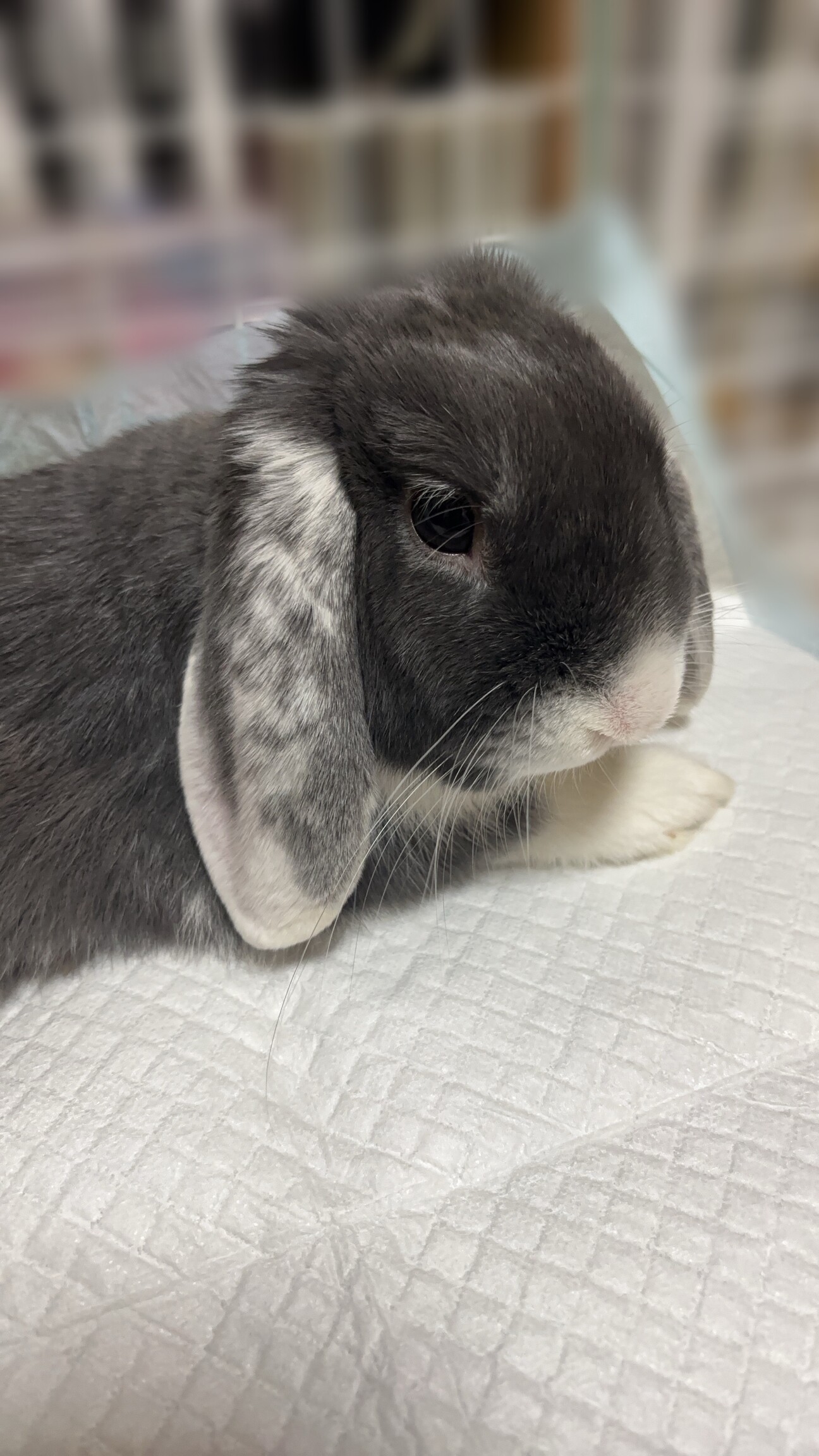 ホーランドロップ 2歳 男の子 サムネイル1