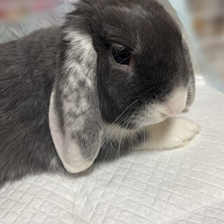 ホーランドロップ 2歳 男の子