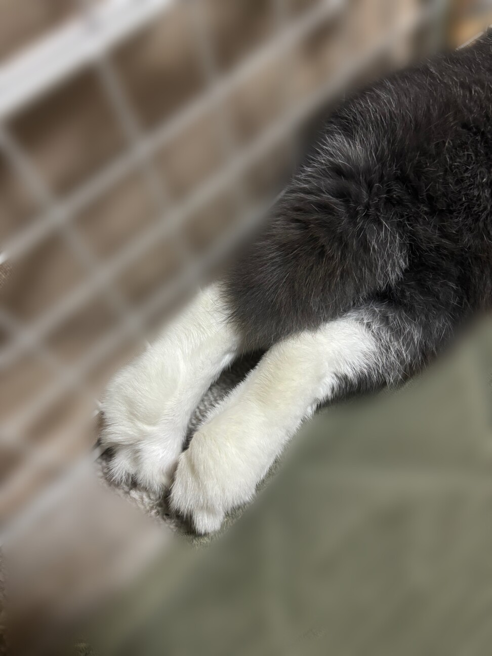 ホーランドロップ 2歳 男の子 サムネイル4