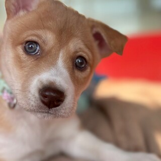 瞳の色が素敵【トト子ちゃん】