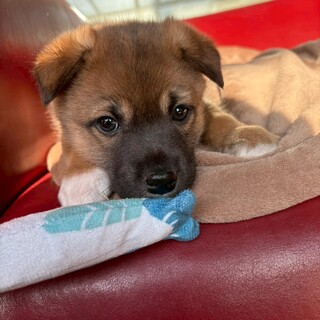 ギューーって抱きしめたくなる【チビ太くん】