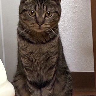 急遽 里親募集 小さいけど可愛い女の子です。