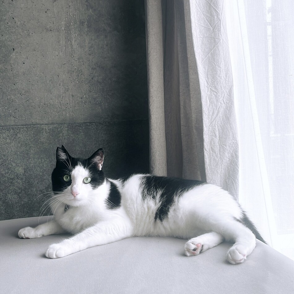 クウちゃんのカバー写真