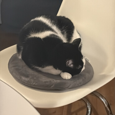 クウちゃんの写真