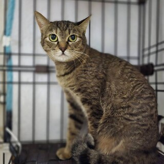 子猫を守りながら工場で生きていたナラちゃん