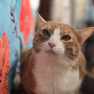 西宮ガーデンズで餓死寸前にレスキュー