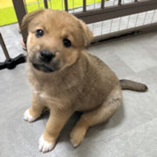 見つめる顔が何とも愛らしいザフロ君です♡