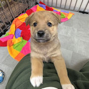 見つめる顔が何とも愛らしいザフロ君です♡ サムネイル2