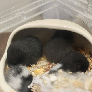 ハムスターの赤ちゃん