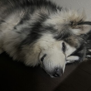 アラスカンマラミュート10ヶ月