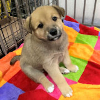 甘えたさんの可愛い顔で見つめるティナちゃんです♡