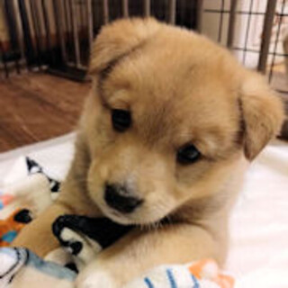 アスリート？元気で愛嬌たっぷりのミラノ君です♡