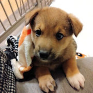 末っ子みたいなコルテ君、甘えん坊になりそう????