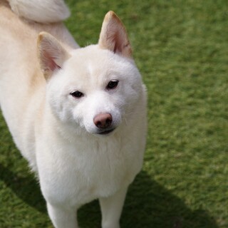 人懐っこい豆柴ちゃん