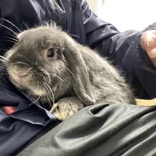 ホーランドロップの女の子