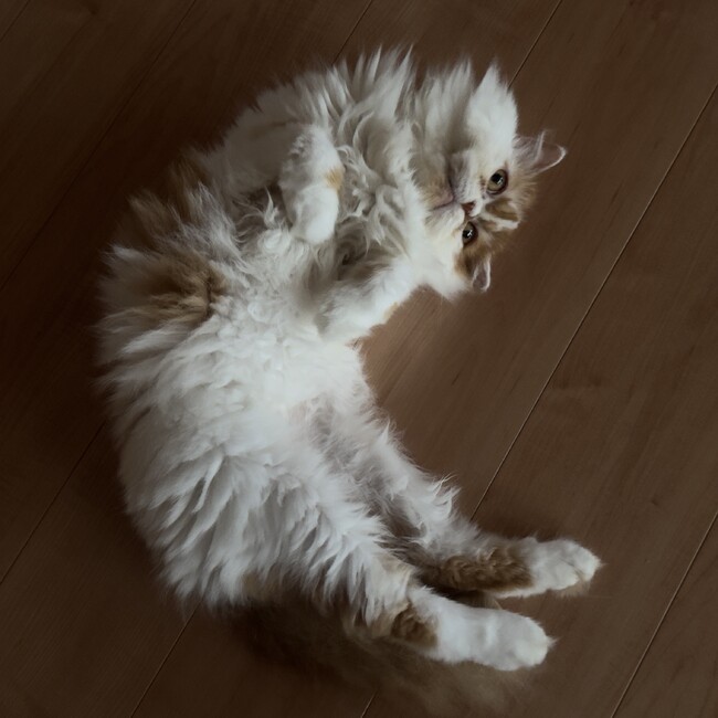 たまとらふうたのカバー写真