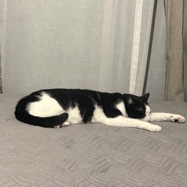 クウちゃんの写真