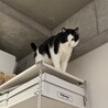 の写真