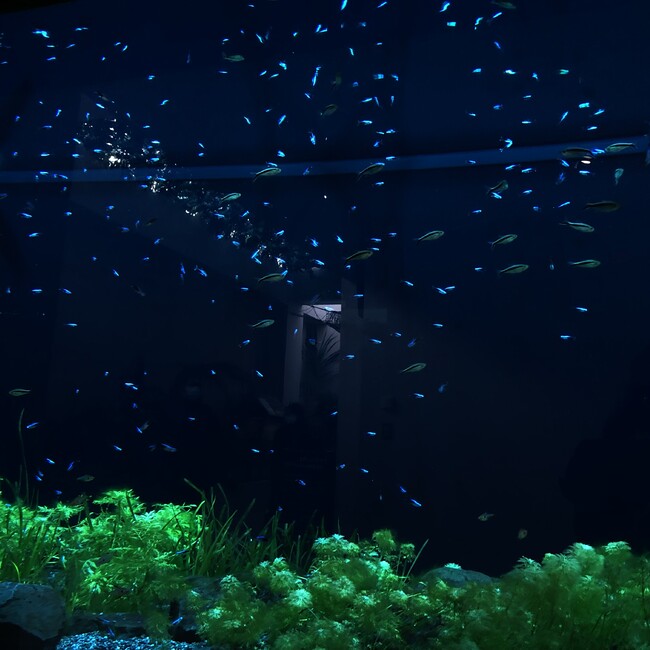 ピザパスカルのカバー写真