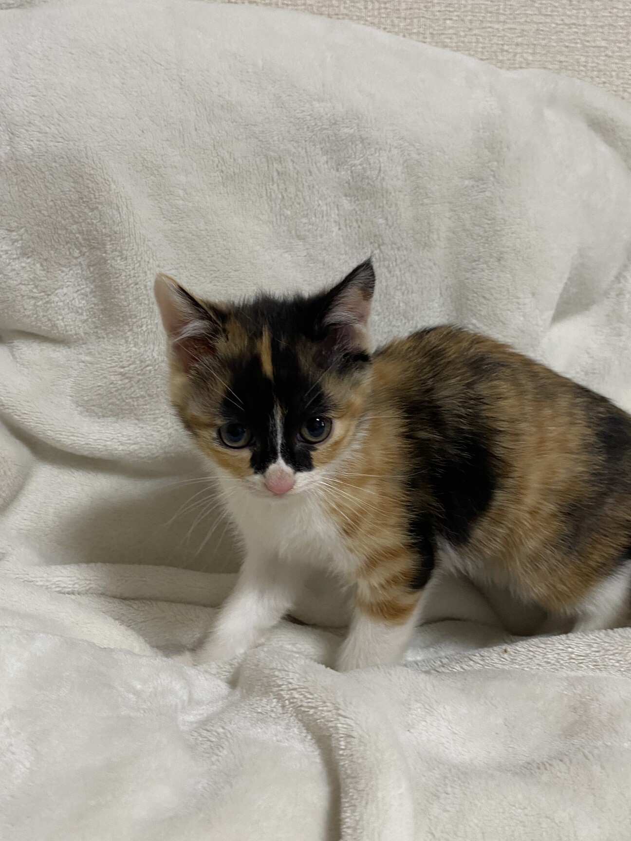 2ヶ月ミケ可愛い子猫ちゃん！ サムネイル1