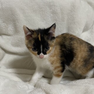 2ヶ月ミケ可愛い子猫ちゃん！