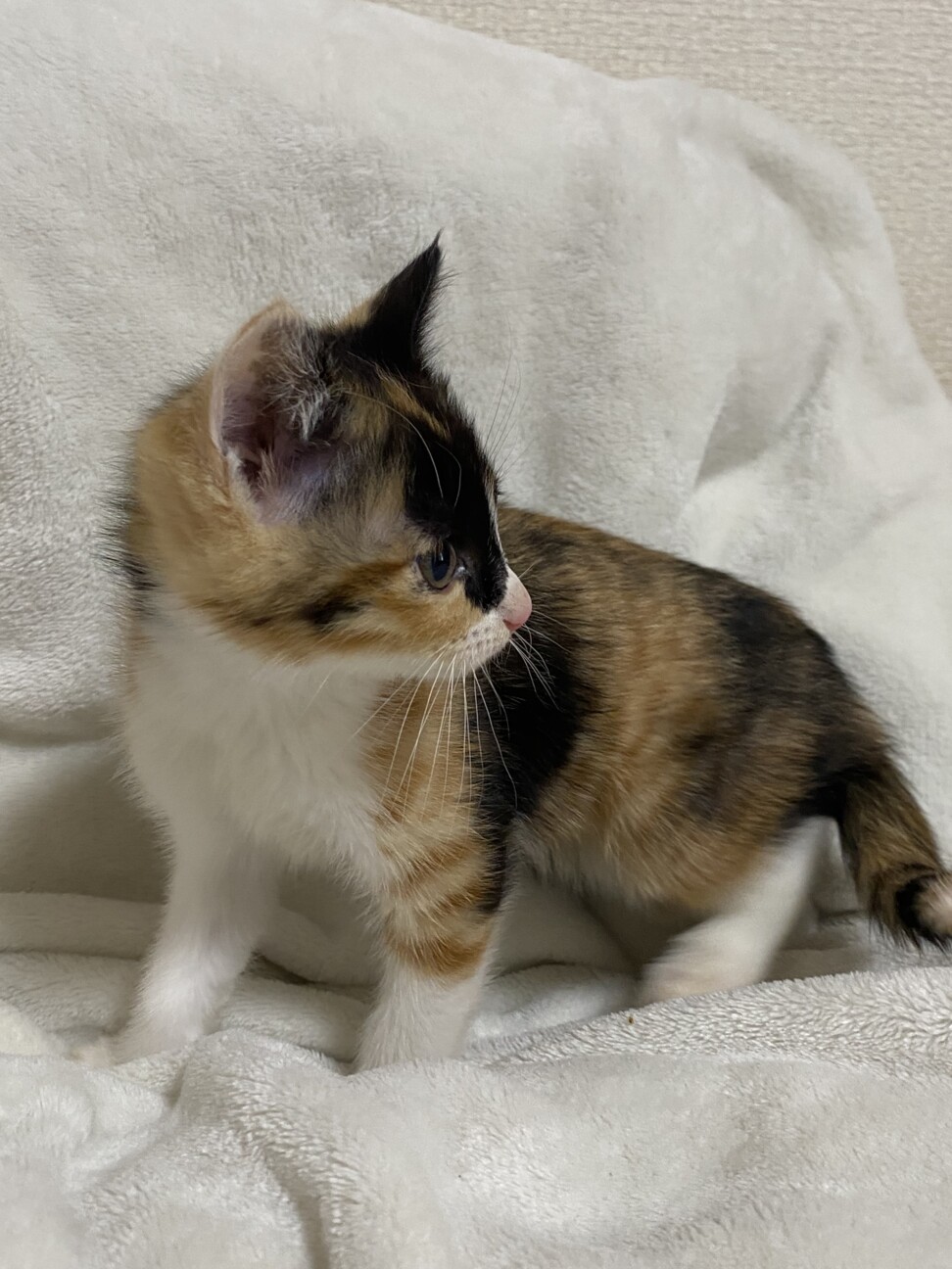 2ヶ月ミケ可愛い子猫ちゃん！ サムネイル2