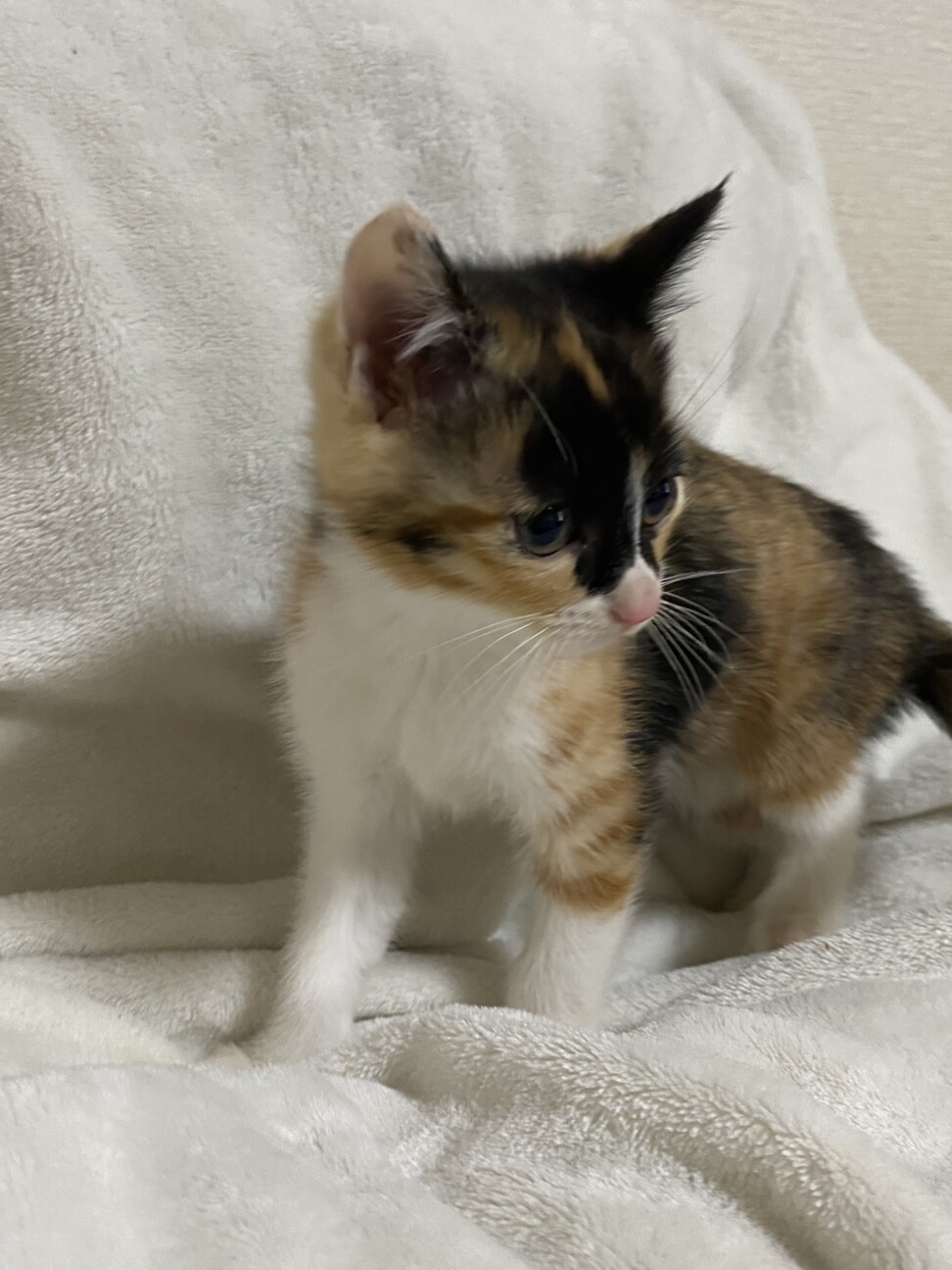 2ヶ月ミケ可愛い子猫ちゃん！ サムネイル3