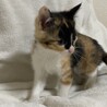 2ヶ月ミケ可愛い子猫ちゃん！ サムネイル3