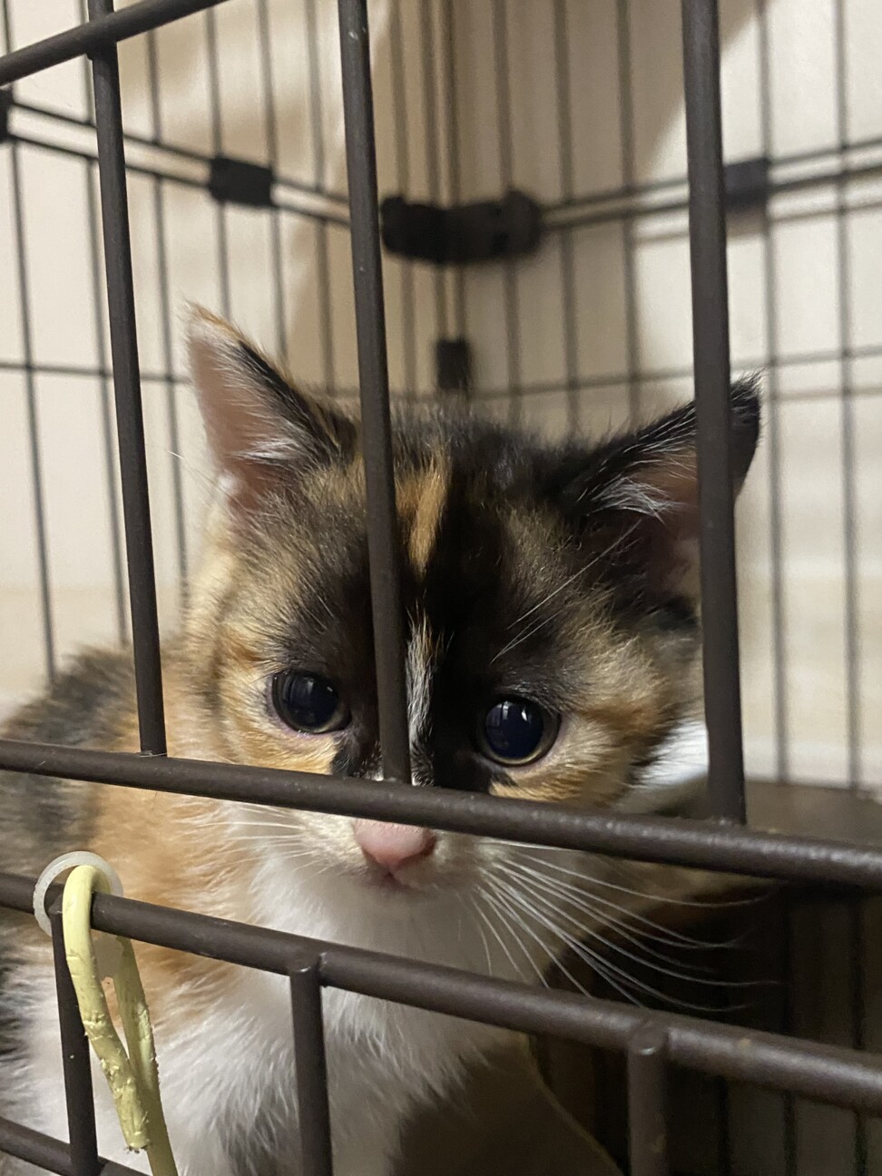 2ヶ月ミケ可愛い子猫ちゃん！ サムネイル4