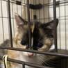 2ヶ月ミケ可愛い子猫ちゃん！ サムネイル4