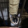 2ヶ月ミケ可愛い子猫ちゃん！ サムネイル5