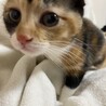 2か月目が可愛いミケちゃんです！ サムネイル2