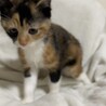 2か月目が可愛いミケちゃんです！ サムネイル3