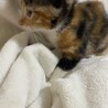 2か月目が可愛いミケちゃんです！ サムネイル4