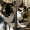 2か月目が可愛いミケちゃんです！ サムネイル5