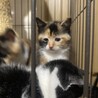 2か月目が可愛いミケちゃんです！ サムネイル6