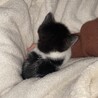 2か月のしっぽが短い白黒ハチワレ サムネイル4