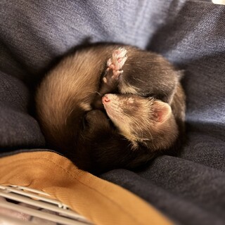 里親になってくださる方、ご連絡ください