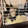 里親になってくださる方、ご連絡ください サムネイル2