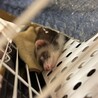 里親になってくださる方、ご連絡ください サムネイル3