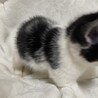 2か月のしっぽが短い白黒ハチワレ サムネイル6