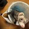 里親になってくださる方、ご連絡ください サムネイル4