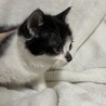 2か月のしっぽが短い白黒ハチワレ サムネイル3