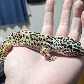 レオパの女の子♀　ハイイエロー