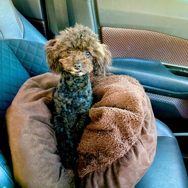 ロイス君　僕のお気に入りのチョココロネクッション