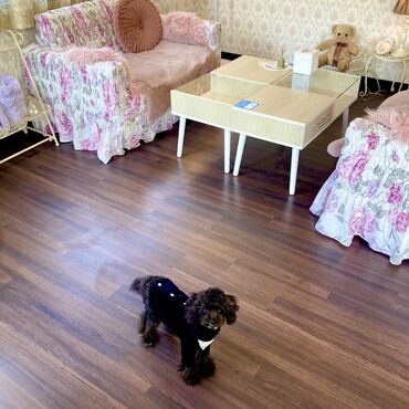 ロイス君　ティールームシフォン