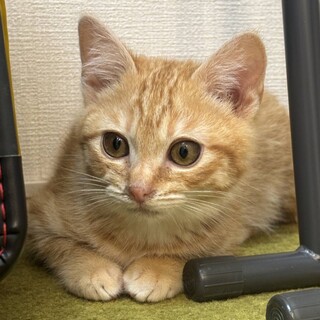 ���킢���ɂ��B�J���[����B